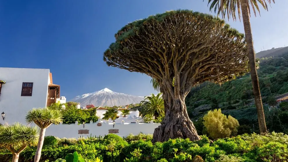 Paisaje de Icod de los Vinos con el drago milenario y el entorno urbano